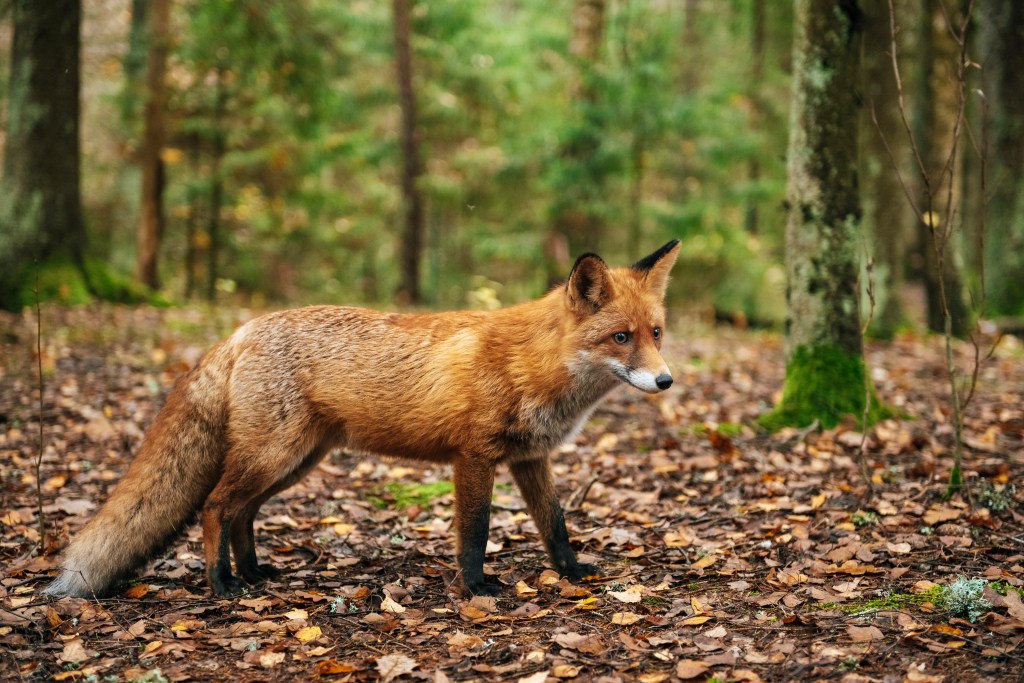 Red fox standing on a forest floor covered in autumn leaves, looking right.