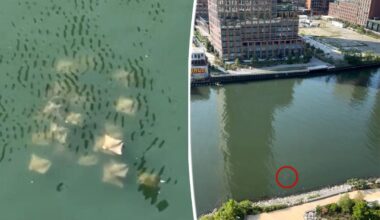 School of rays spotted in NYC Superfund creek gives hope