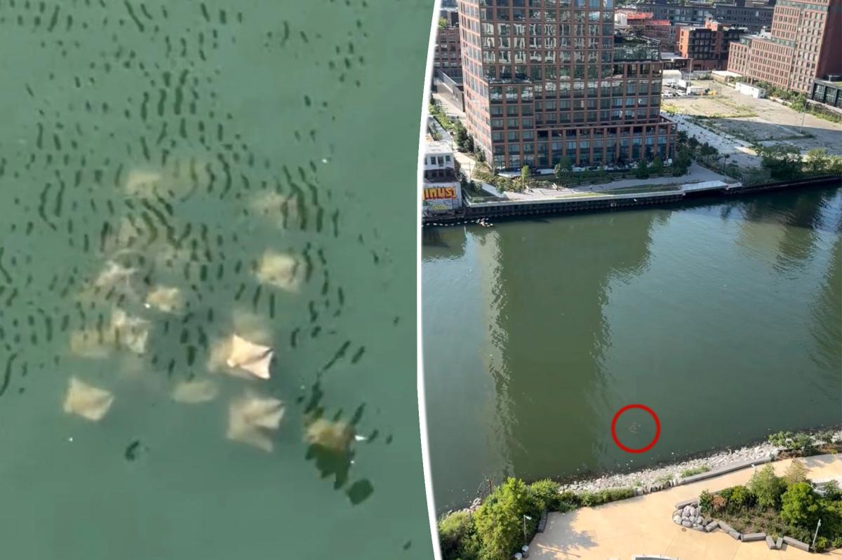 School of rays spotted in NYC Superfund creek gives hope