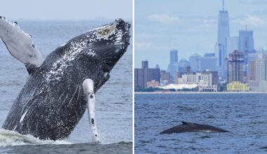 Majestic humpback whale leaps through NYC waters to mark 500th recorded in area since 2012