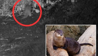 River otter seen in the Bronx, NYC for first time in 100 years