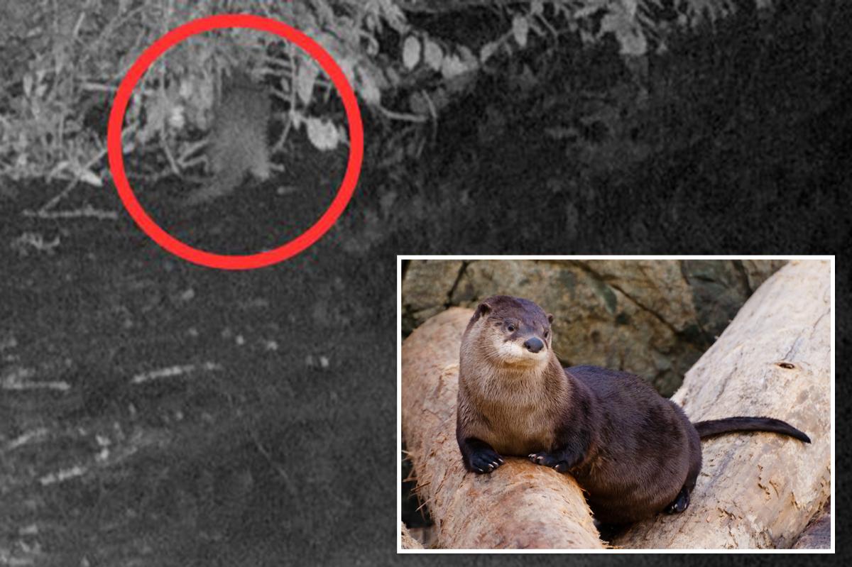 River otter seen in the Bronx, NYC for first time in 100 years