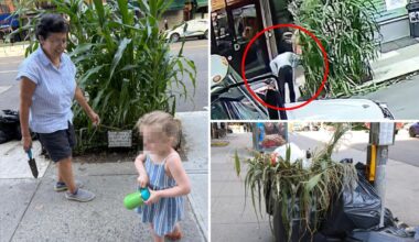 Callous mystery monster uproots sidewalk corn garden planted by NYC kids: 'Like watching a massacre'