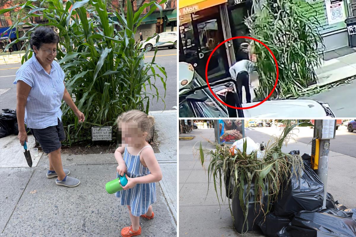 Callous mystery monster uproots sidewalk corn garden planted by NYC kids: 'Like watching a massacre'