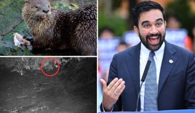 Dems credit Mamdani with otter's return to NYC, but experts cry foul