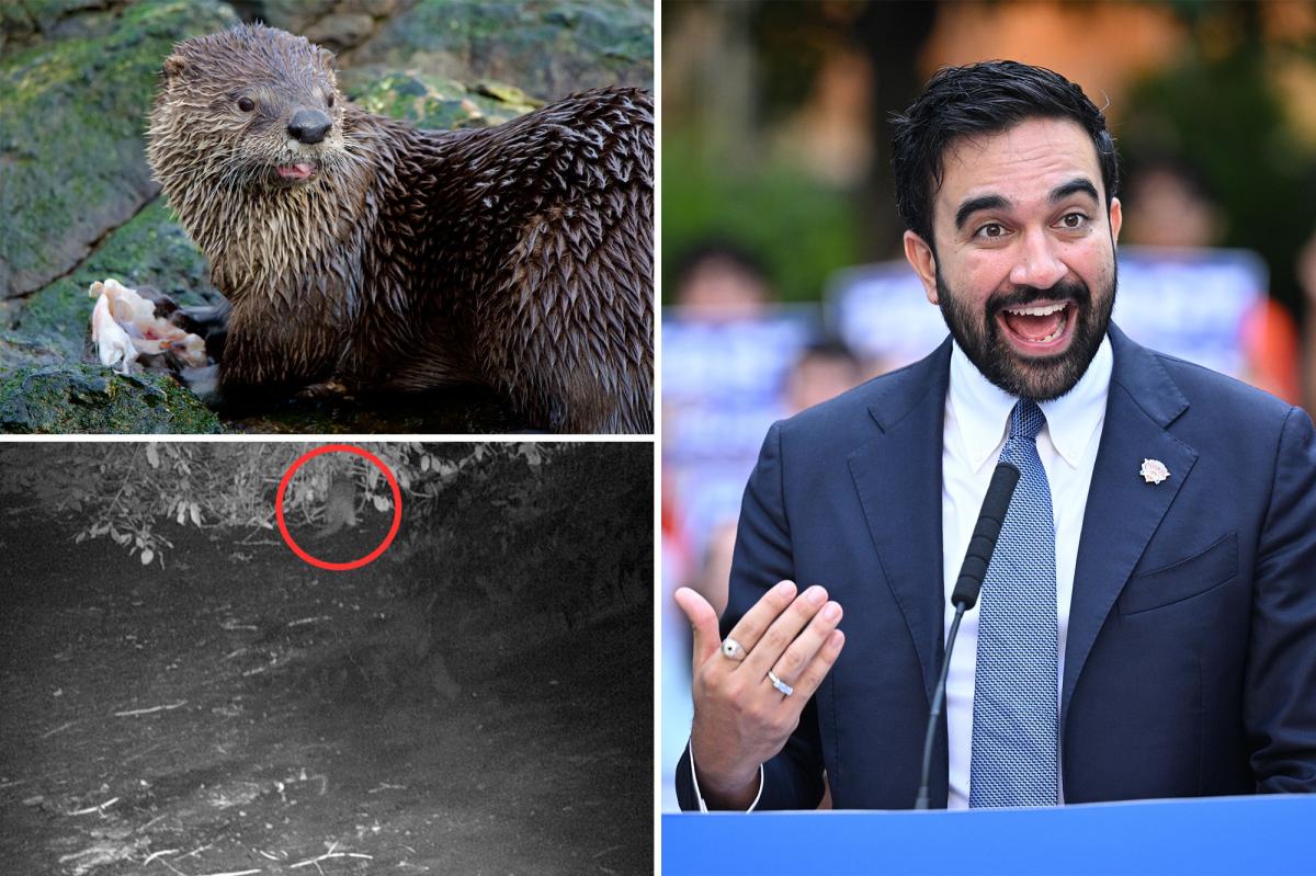 Dems credit Mamdani with otter's return to NYC, but experts cry foul
