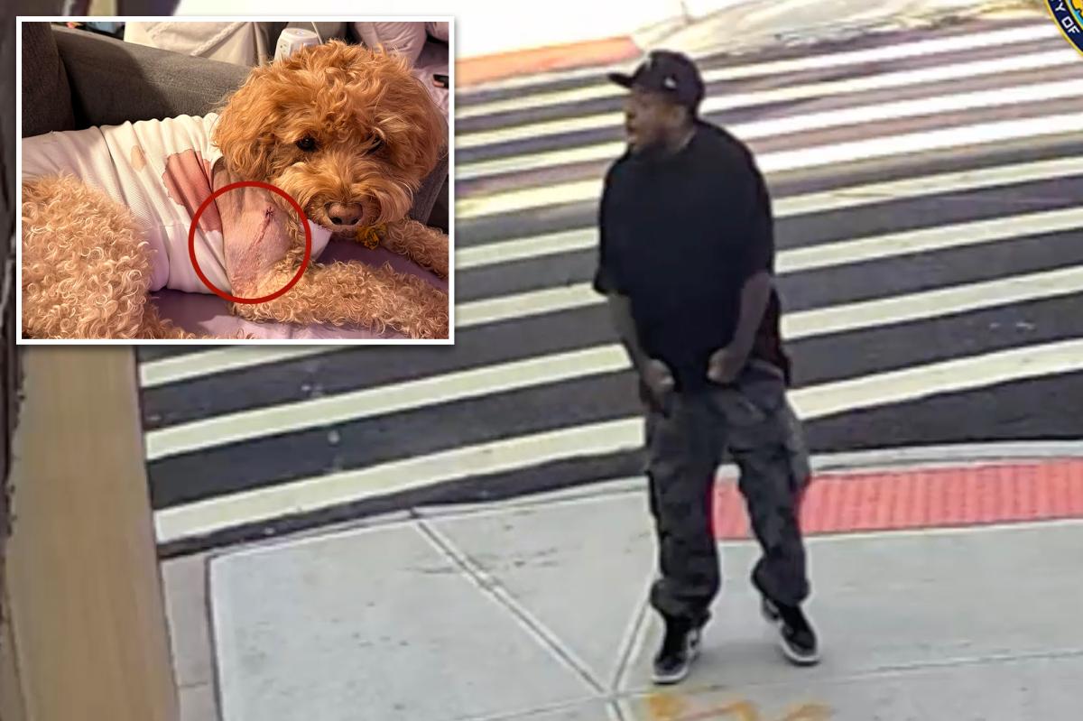 Ruthless gunman who injured adorable service dog arrested for wild shooting on NYC street: cops