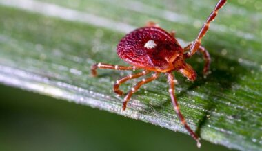 Bourbon virus confirmed in New York amid growing underdiagnosis concerns