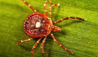 What is Bourbon virus? | FOX 5 New York