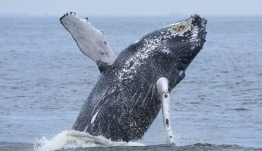 Whale watchers identify 500th individual humpback prowling NYC waters