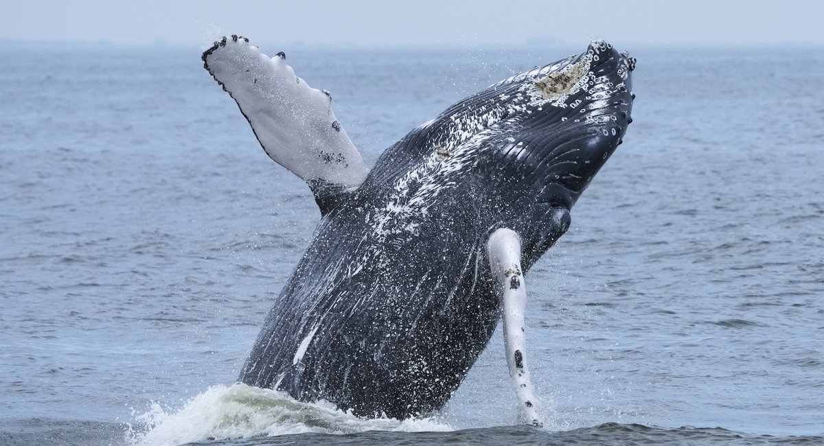 Whale watchers identify 500th individual humpback prowling NYC waters