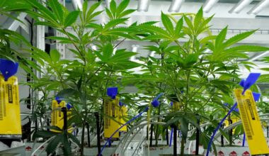 Cannabis poisoning in New York doubled after the state legalized the drug in 2021, study finds