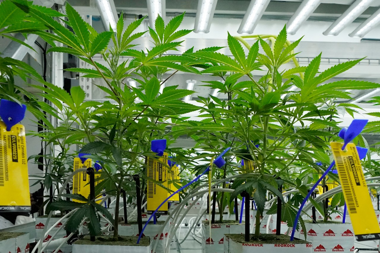 Cannabis poisoning in New York doubled after the state legalized the drug in 2021, study finds