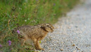 Fourth case of rabbit fever confirmed on Long Island, health officials warn