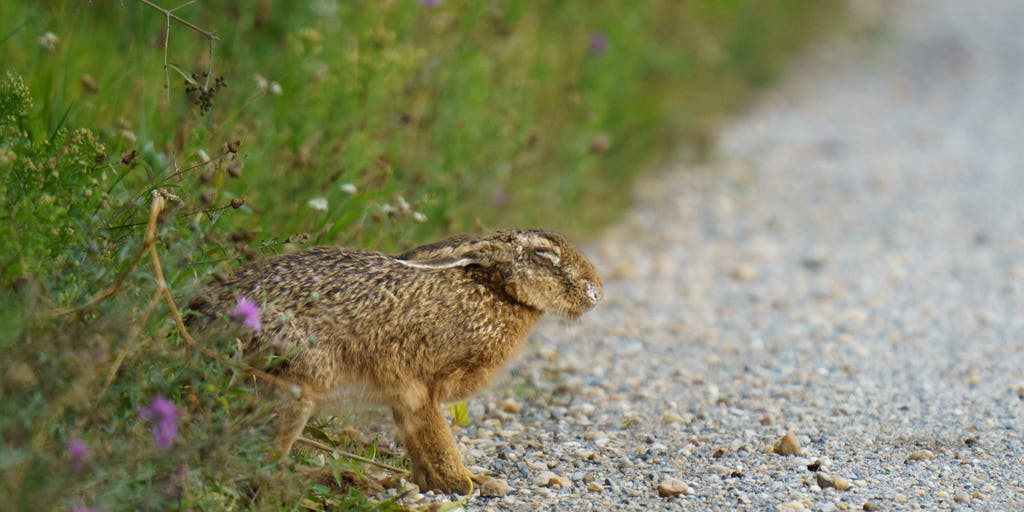 Fourth case of rabbit fever confirmed on Long Island, health officials warn