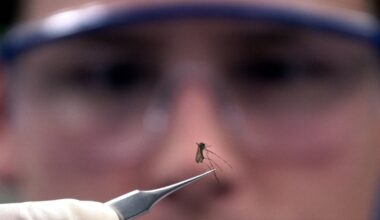 West Nile virus detected in nearly twice as many NYC mosquito pools as last year