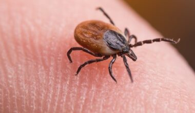 What to know about 'rabbit fever,' ticks and cases in New York state
