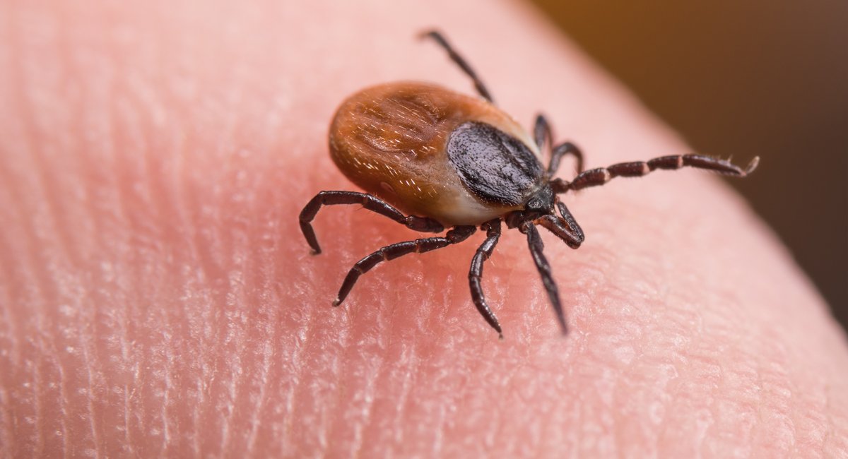 What to know about 'rabbit fever,' ticks and cases in New York state