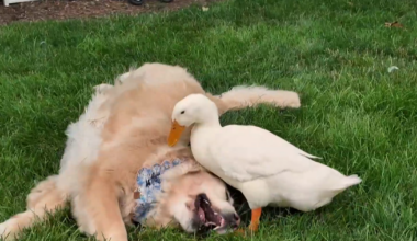 How a duck's friendship helped a New York family's golden retriever overcome health issues: "She started smiling again"