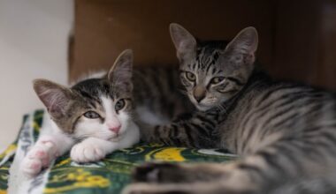 ASPCA removes more than 100 cats from three NYC homes in a single day