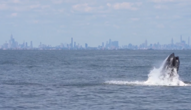 VIDEO: Humpback whale delights whale watchers off coast of New York City