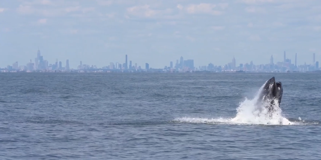 VIDEO: Humpback whale delights whale watchers off coast of New York City