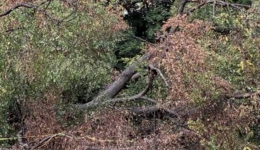 Perfect storm: More frequent severe weather leads to uptick in fallen NYC trees