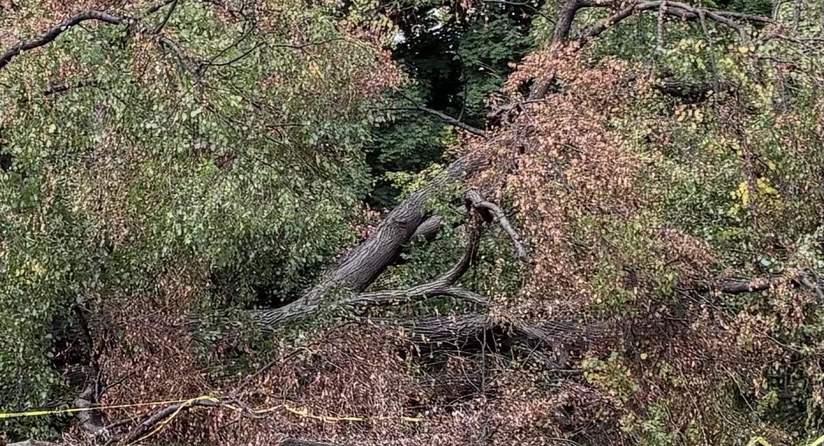 Perfect storm: More frequent severe weather leads to uptick in fallen NYC trees