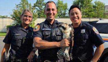 Hawk rescued off the side of a busy New York roadway by police