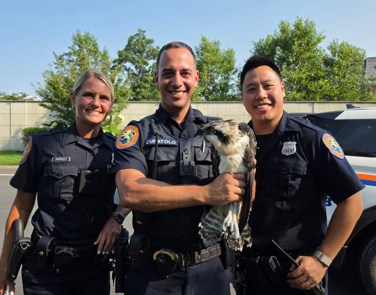 Hawk rescued off the side of a busy New York roadway by police