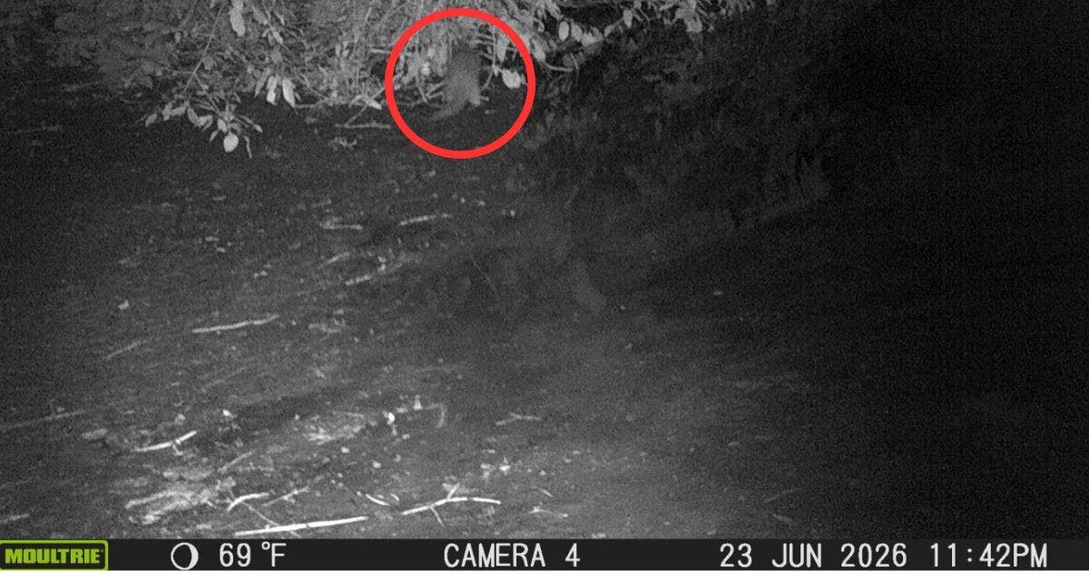 River otter spotted in Bronx for 1st time in 100 years, zoo says