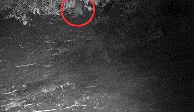 The river otter makes its first appearance in 100 years along the Bronx River