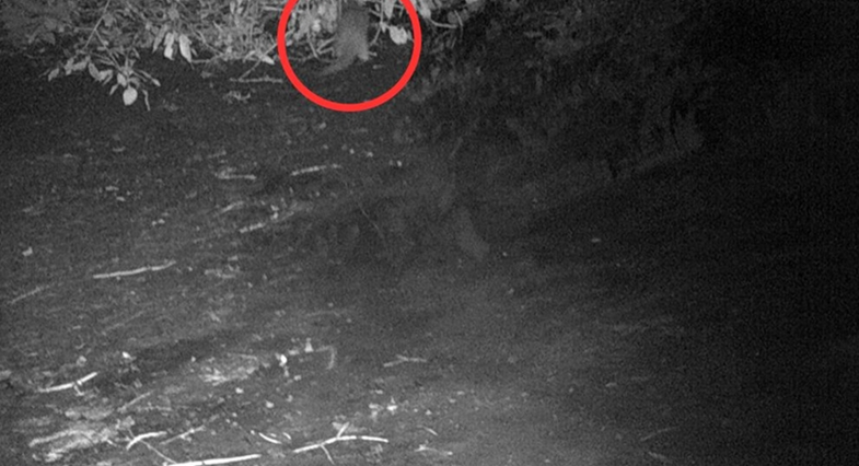 The river otter makes its first appearance in 100 years along the Bronx River