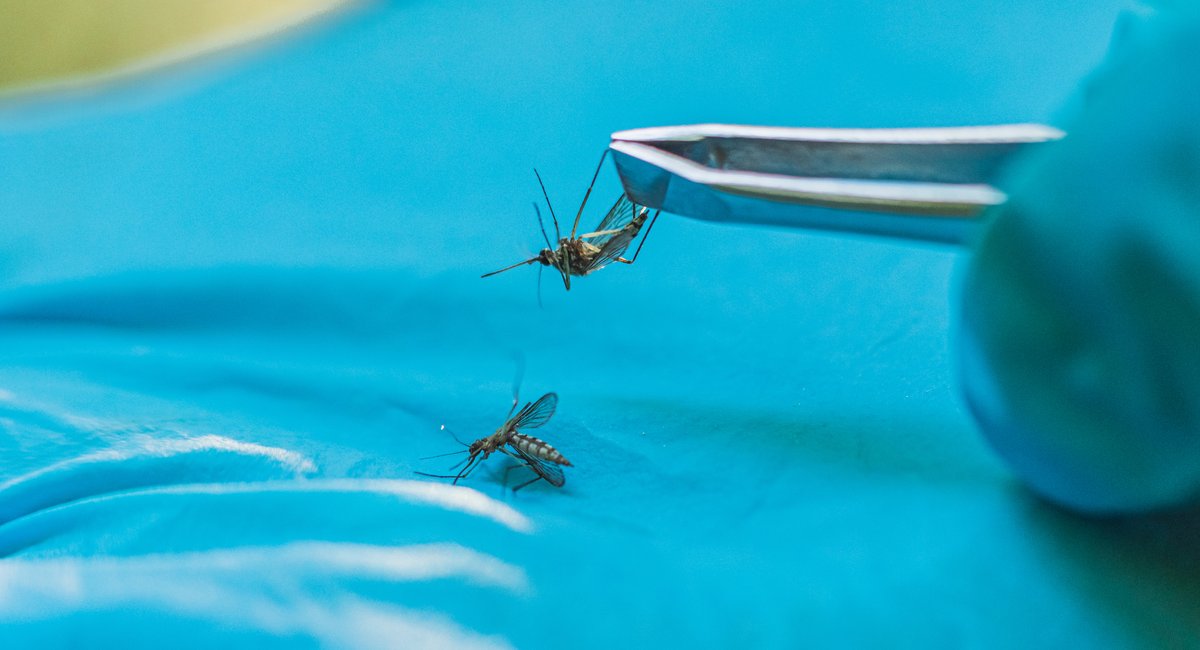 NYC and Suffolk County report first human West Nile virus cases of 2026