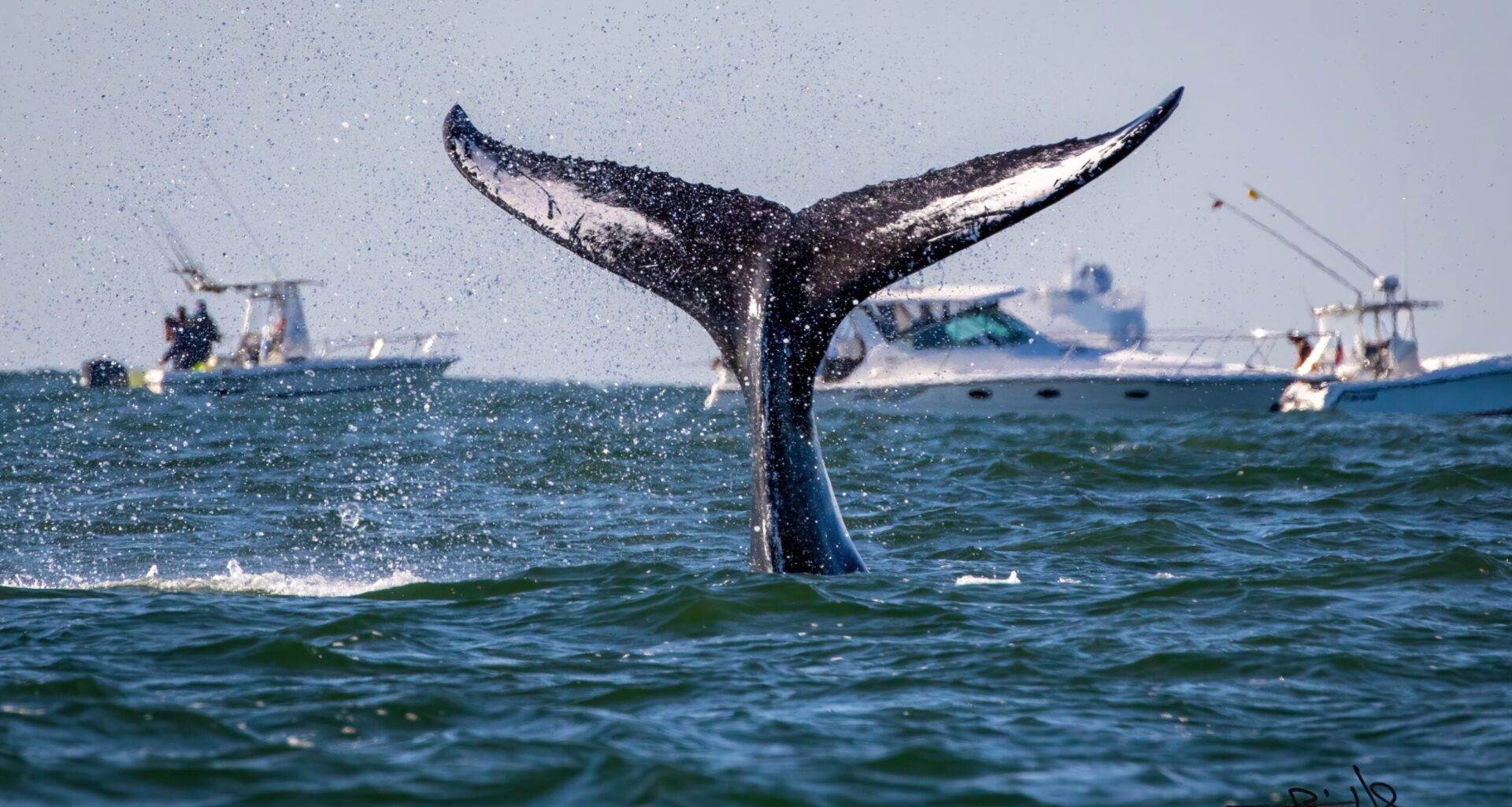 Whales have returned to Long Island waters. Albany is responding
