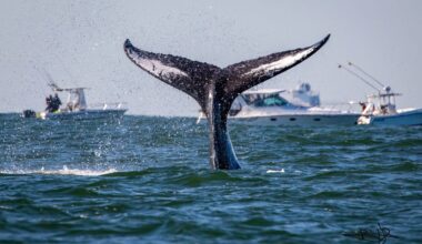 Whales have returned to Long Island waters. Albany is responding