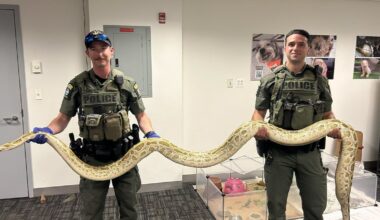 Man ticketed after showing off illegal Burmese python on Coney Island boardwalk