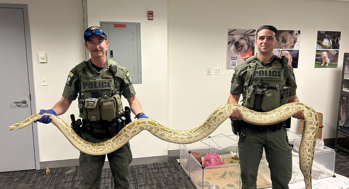 Man ticketed after showing off illegal Burmese python on Coney Island boardwalk