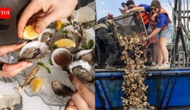New York City restaurants are saving 800 pounds of oyster shells from landfills every day and sending them to rebuild reefs, with 19 acres of reef habitat already restored | World News