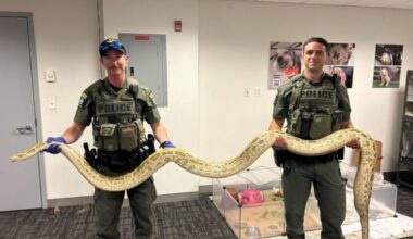 Rattlesnake Head Found In Upstate New York Freezer, Python In NYC