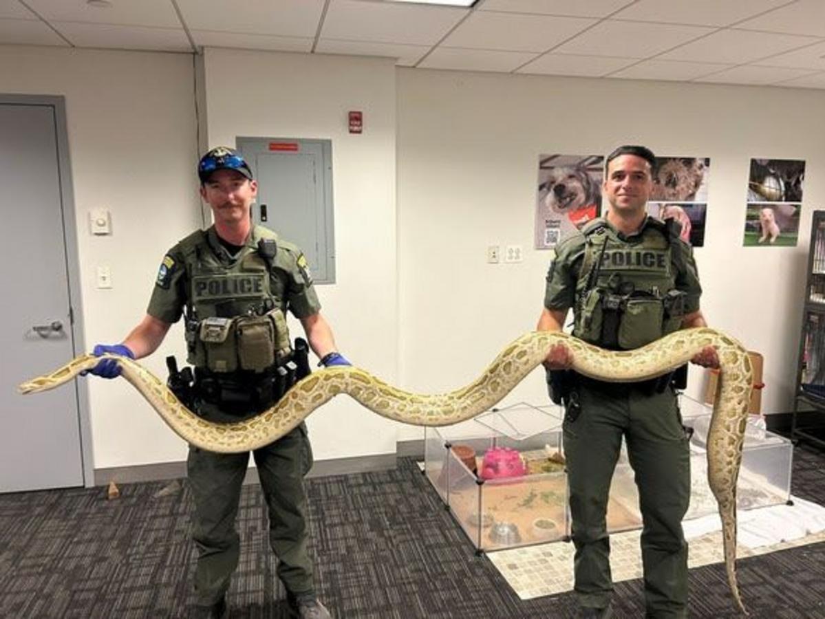 Rattlesnake Head Found In Upstate New York Freezer, Python In NYC