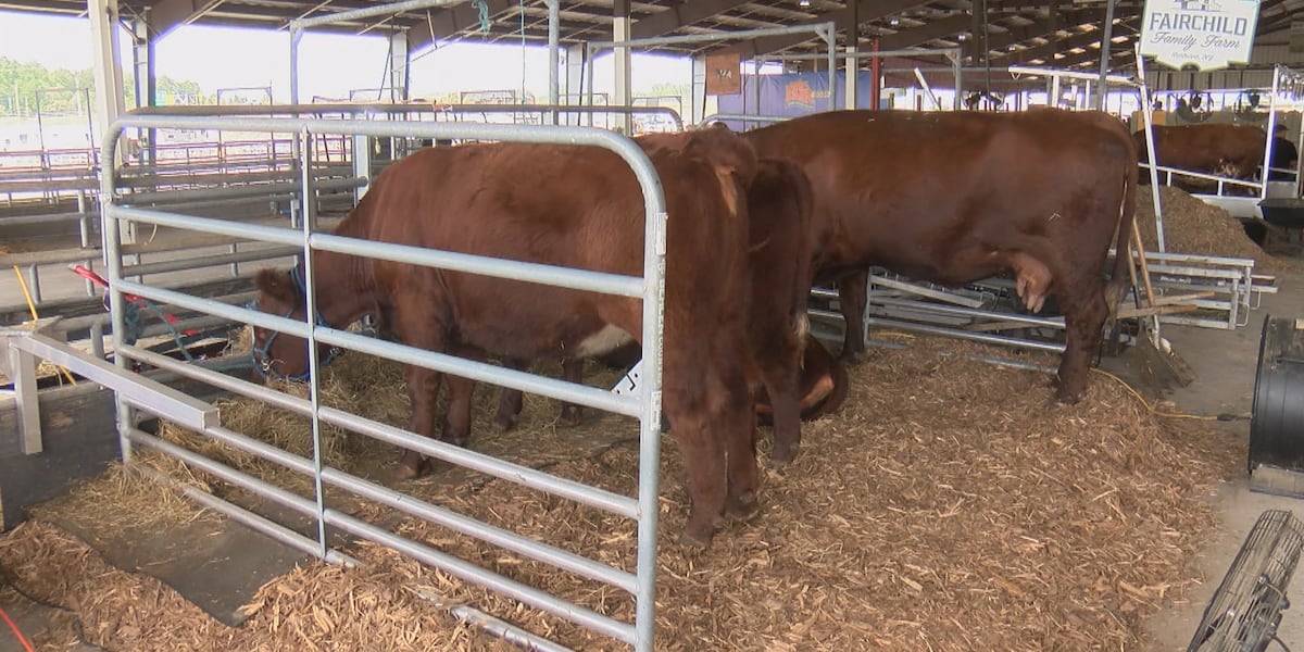 New York State Fair highlights agricultural achievements of local 4-H youth