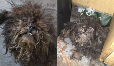 2 dogs rescued from basement of Bronx apartment building in deplorable conditions