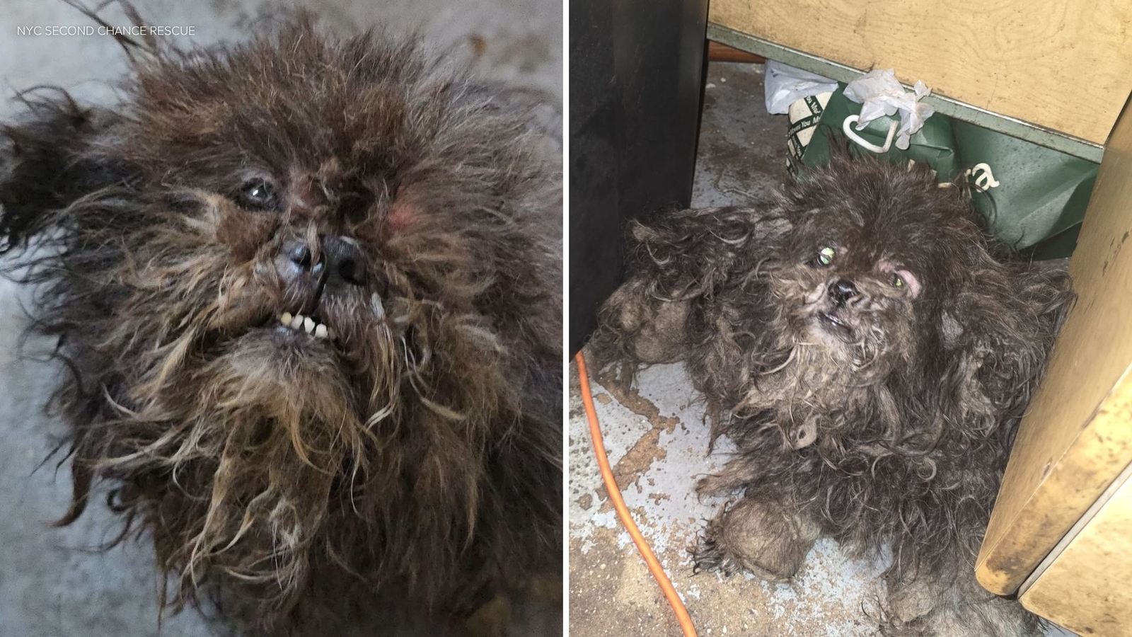 2 dogs rescued from basement of Bronx apartment building in deplorable conditions