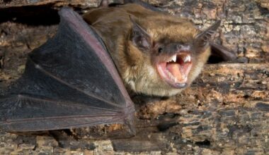 Bats invading New York homes to kick off maternity season