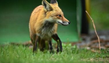 Fox that may have rabies on the loose on Staten Island, officials say