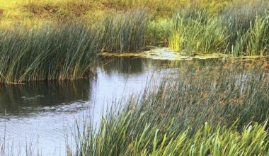 Creature dubbed 'Syracuse Figure' spotted in New York: Is it Bigfoot or an elderly skinny-dipper?