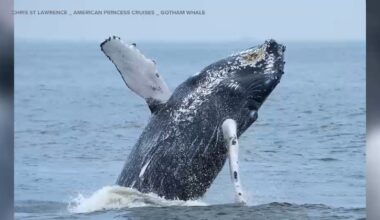NYC whale spotting: 500th humpback spotted in waters around New York City