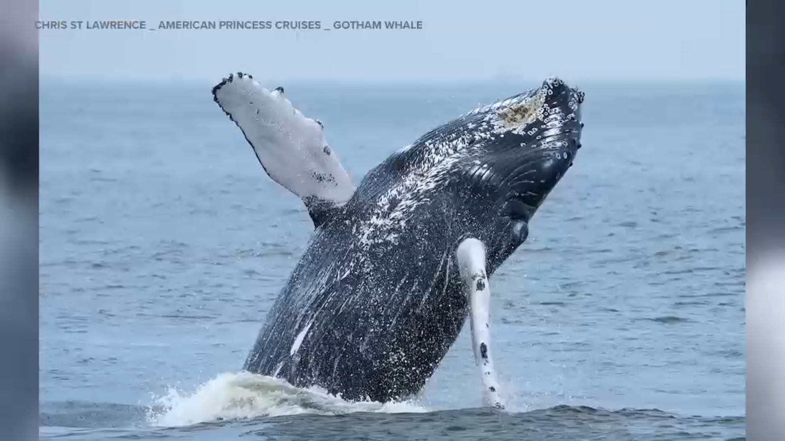 NYC whale spotting: 500th humpback spotted in waters around New York City