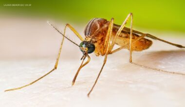 West Nile Virus: NYC Health Department reports 1st human case of the virus in 2026